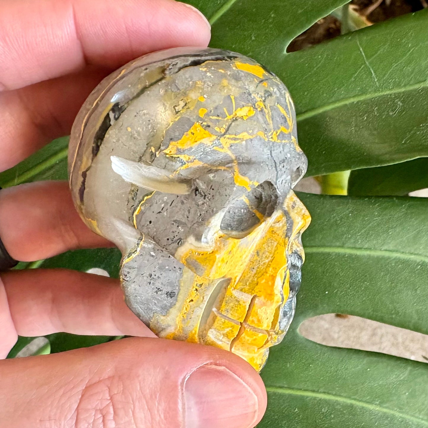 Hand holding a shell with a yellow and gray pattern against a green leafy background