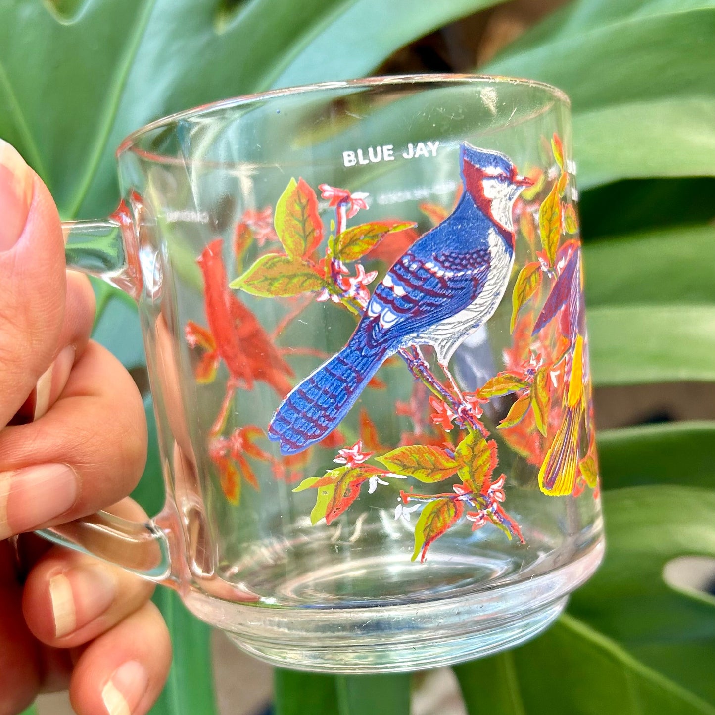 Clear glass mug with bird design held in front of a green plant
