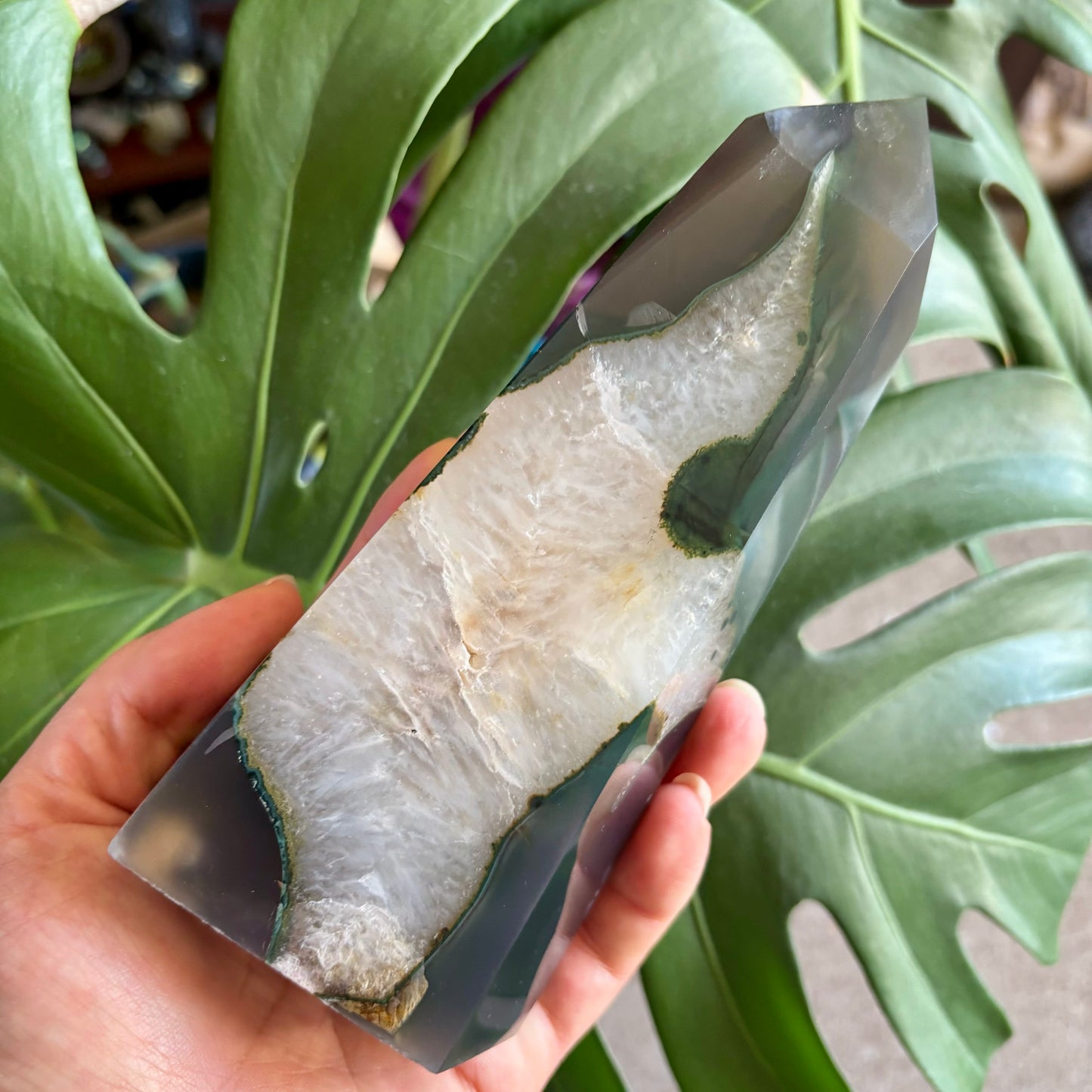 Hand holding a piece of raw fish with a leafy green plant in the background