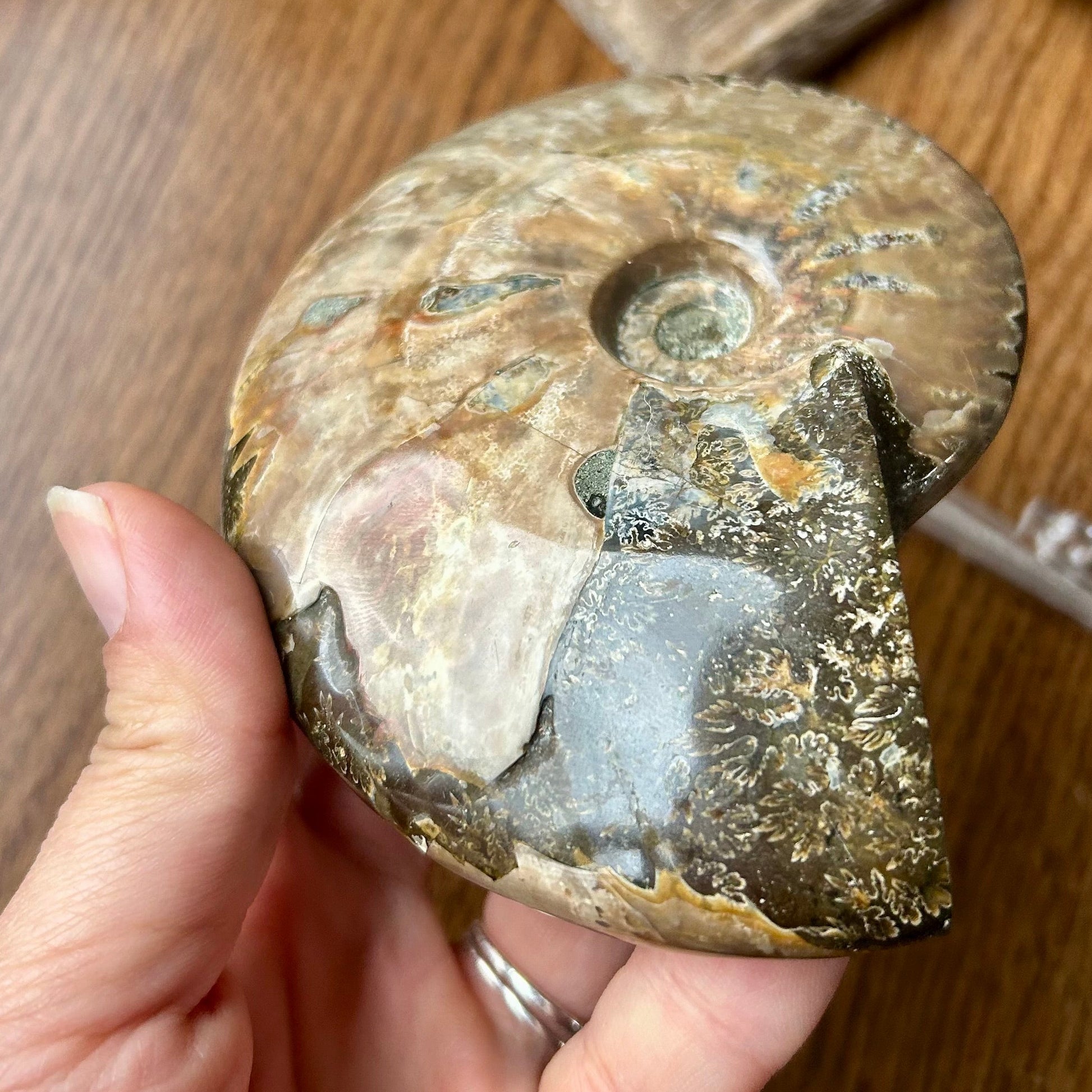 Hand holding a large ammonite fossil on a wooden surface with other fossils in the background.