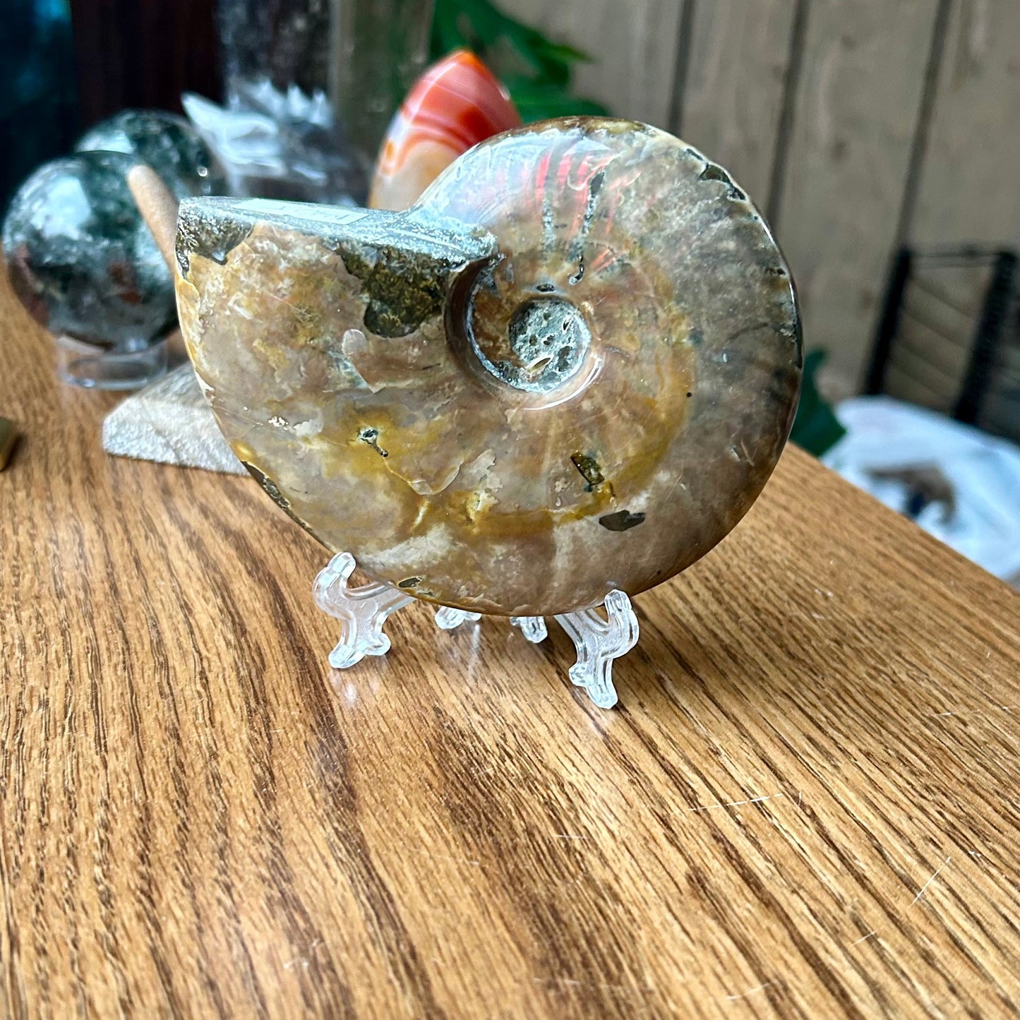 Ammonite fossil on a stand with a wooden surface and blurred background