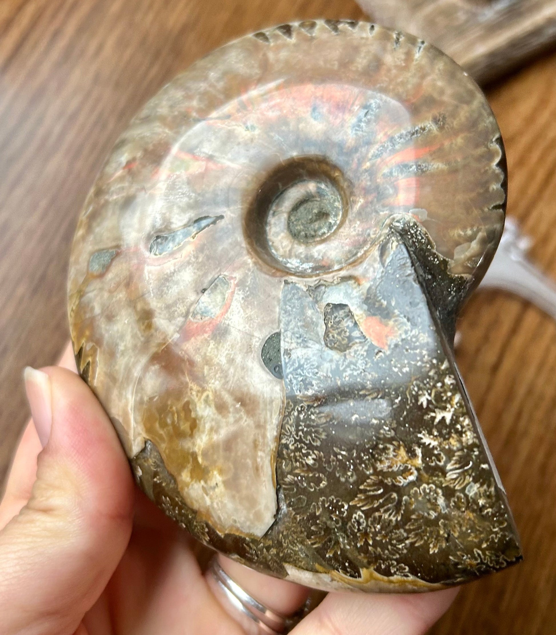 Fossilized ammonite held in a hand on a wooden surface