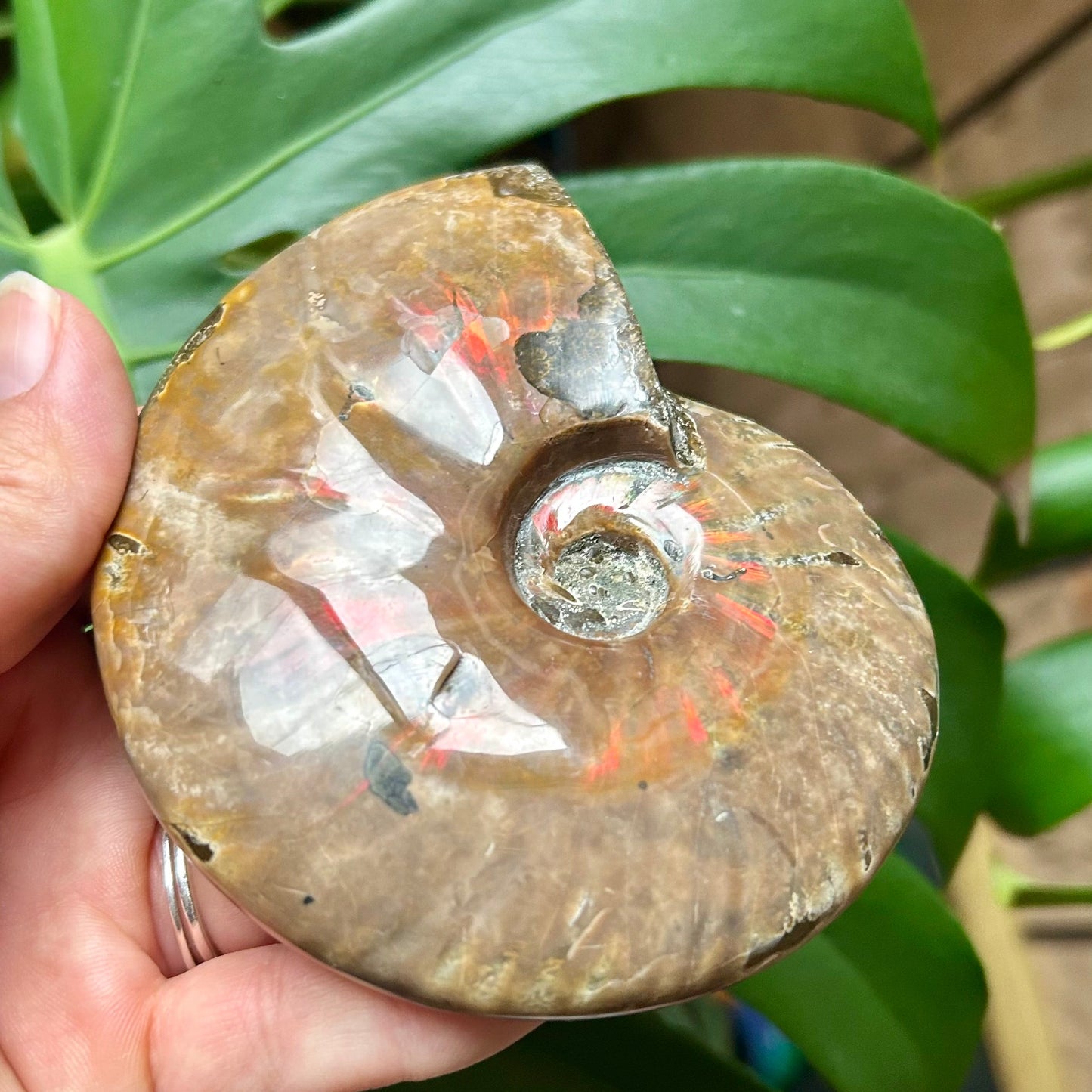 Fossilized ammonite held in a hand with green leaves in the background