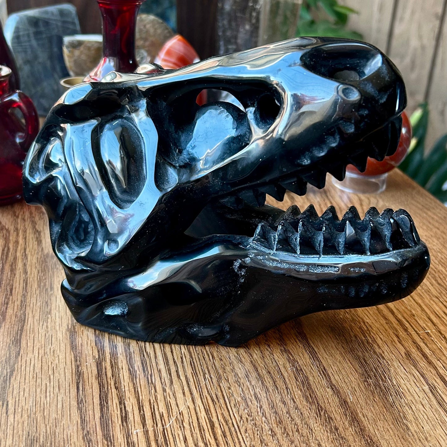 Black animal skull model on a wooden surface with a blurred background