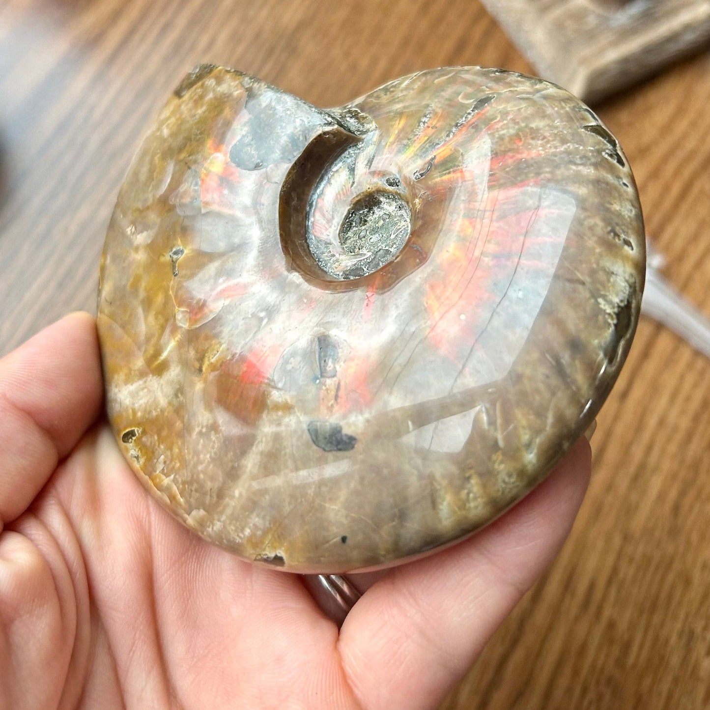 Fossilized ammonite held in a hand with a wooden surface and decorative items in the background