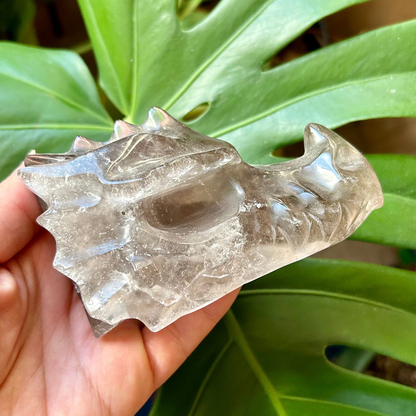 Hand holding a large shell in front of a green leafy plant