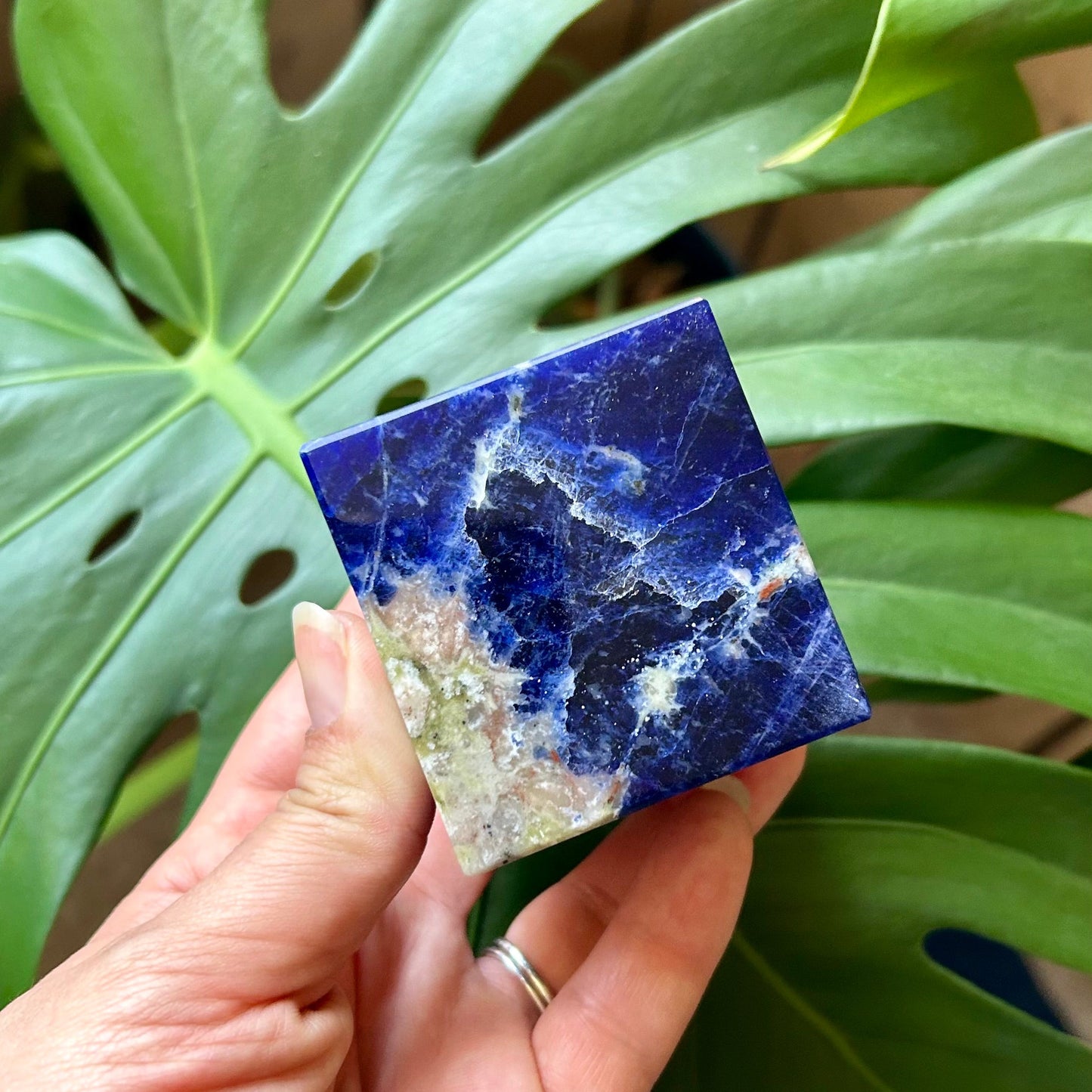 Hand holding a blue and white decorative tile in front of green leaves