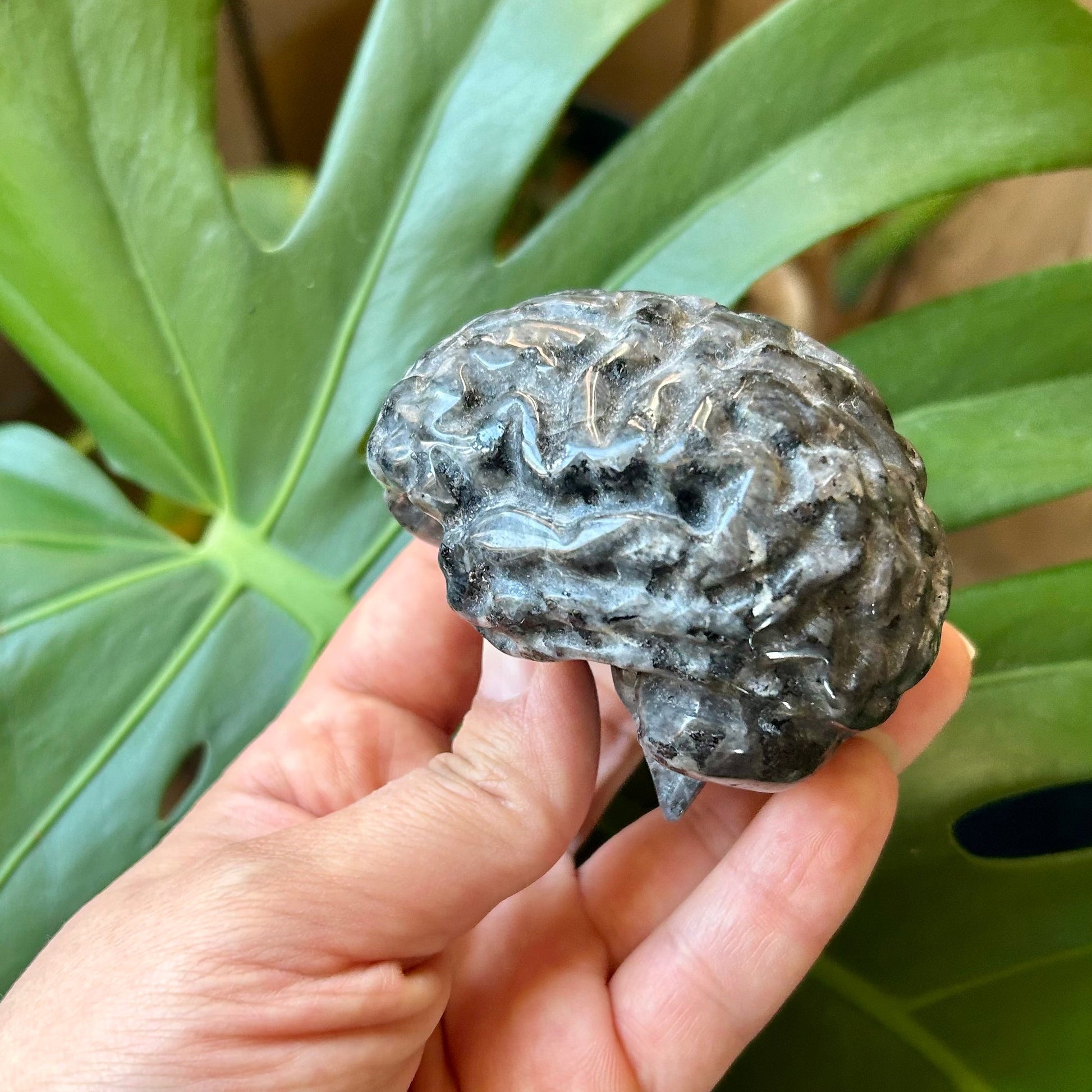 Hand holding a textured stone in front of a green leafy plant