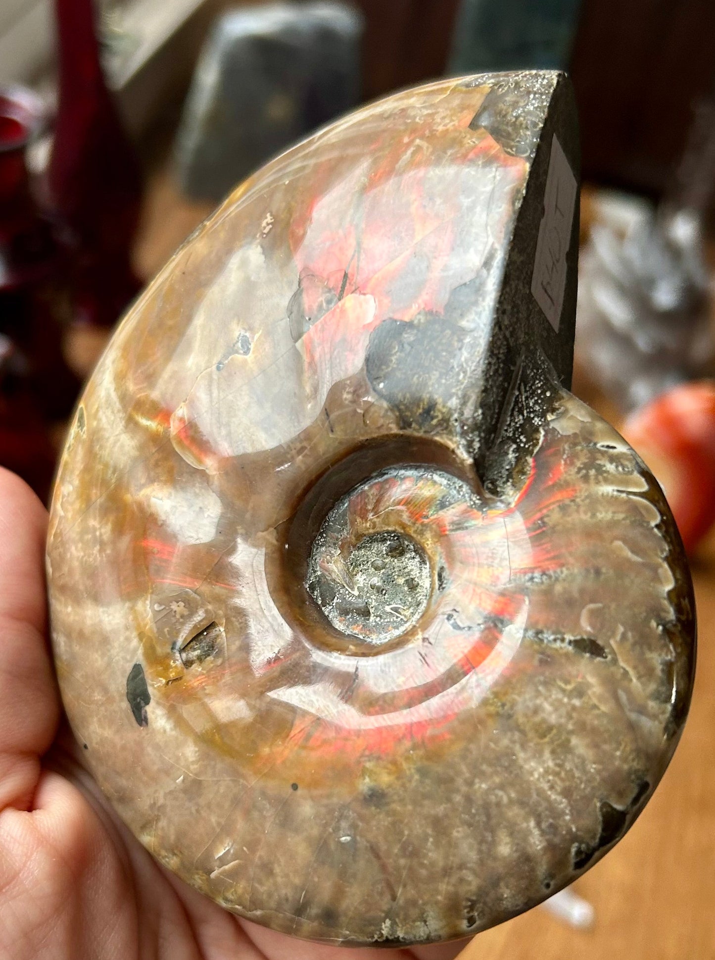 Ammonite fossil held in a hand with a blurred background