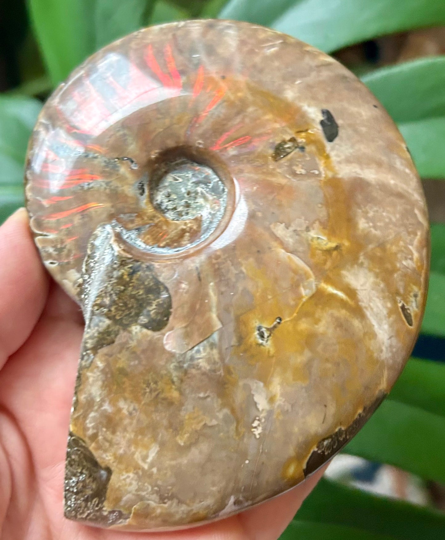 Fossilized ammonite held in hand with green leaves in the background