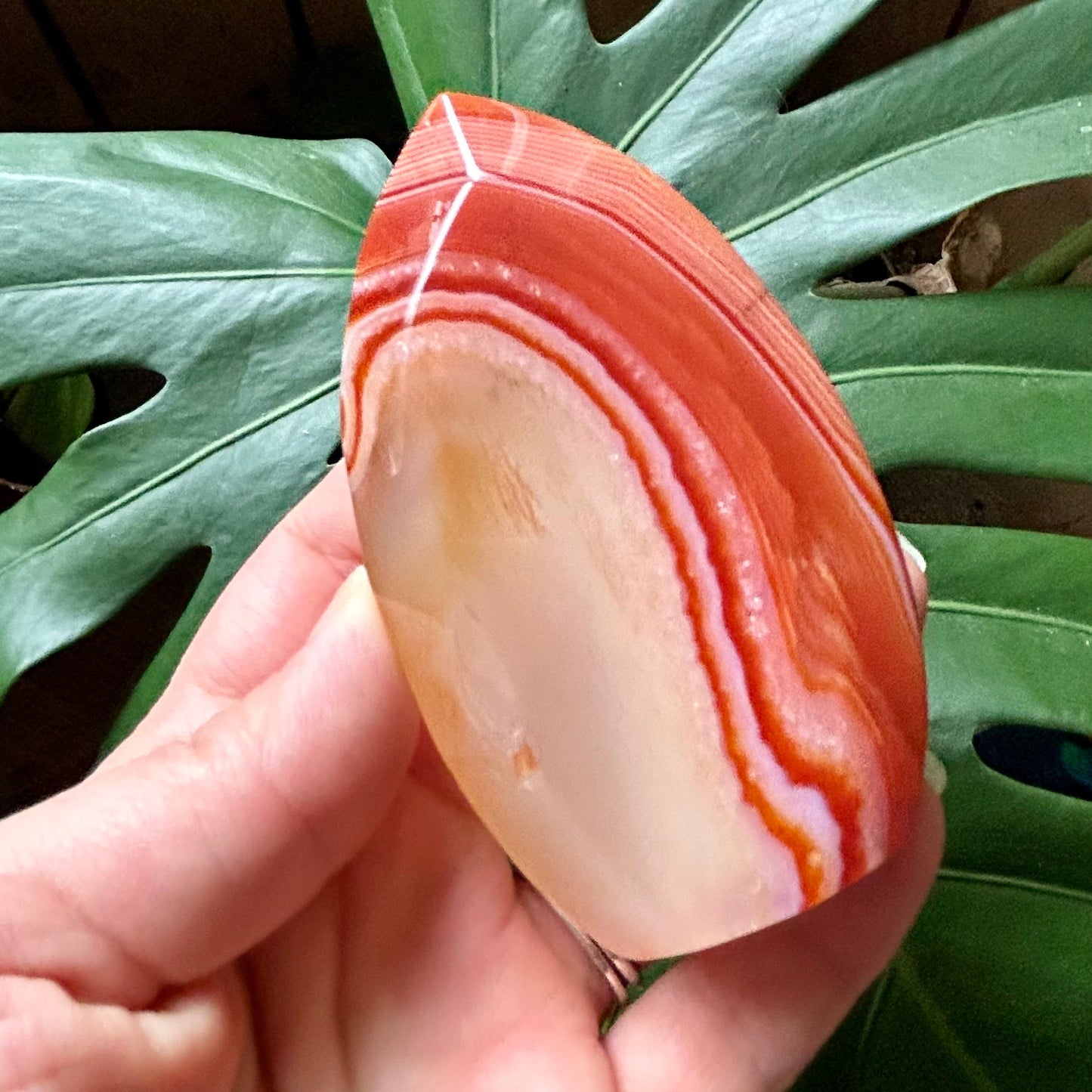 Hand holding a pink and white striped shell with green leaves in the background