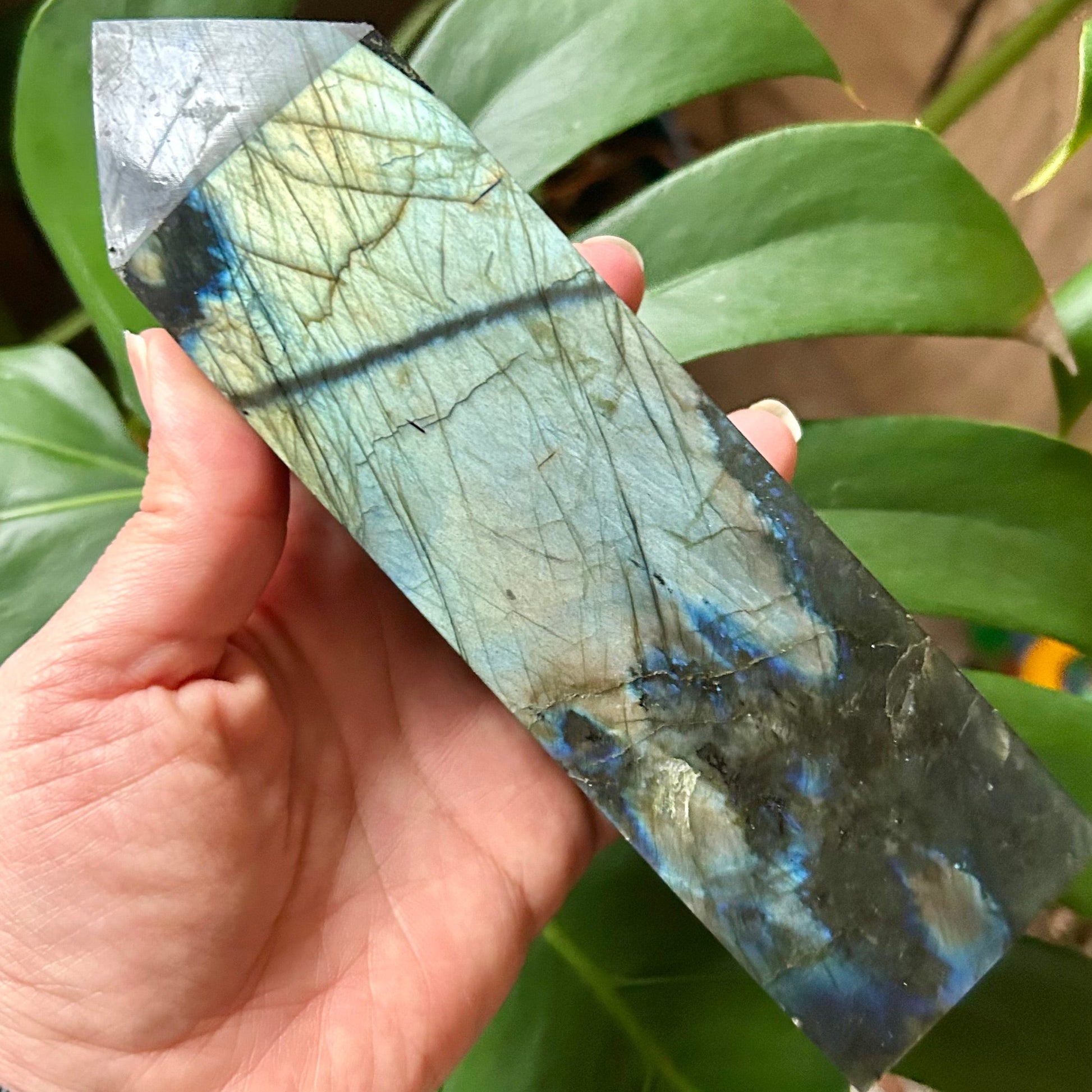 Hand holding a labradorite crystal in front of a green leafy plant