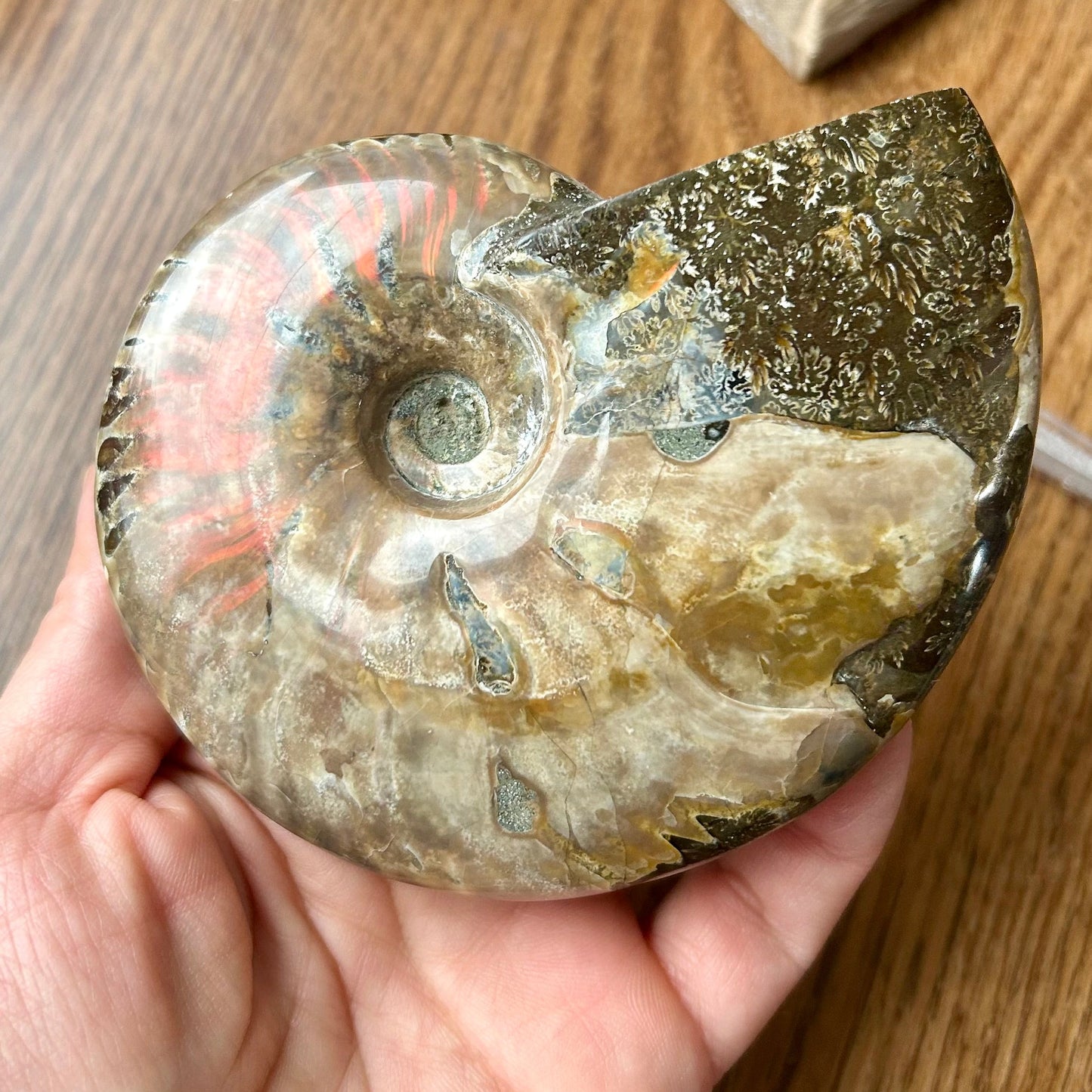 Hand holding a large ammonite fossil on a wooden surface with decorative items.