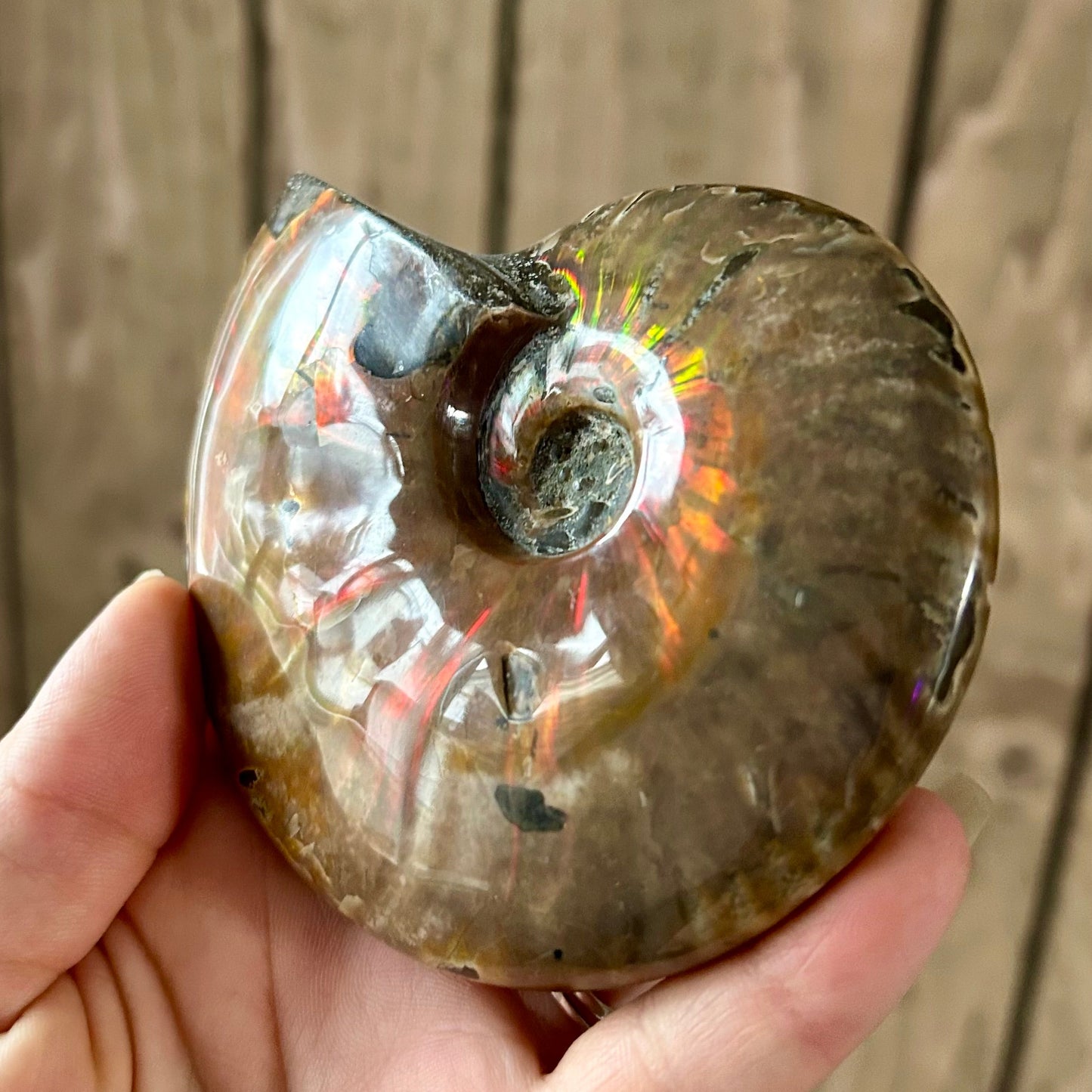 Ammonite fossil held in a hand against a wooden background