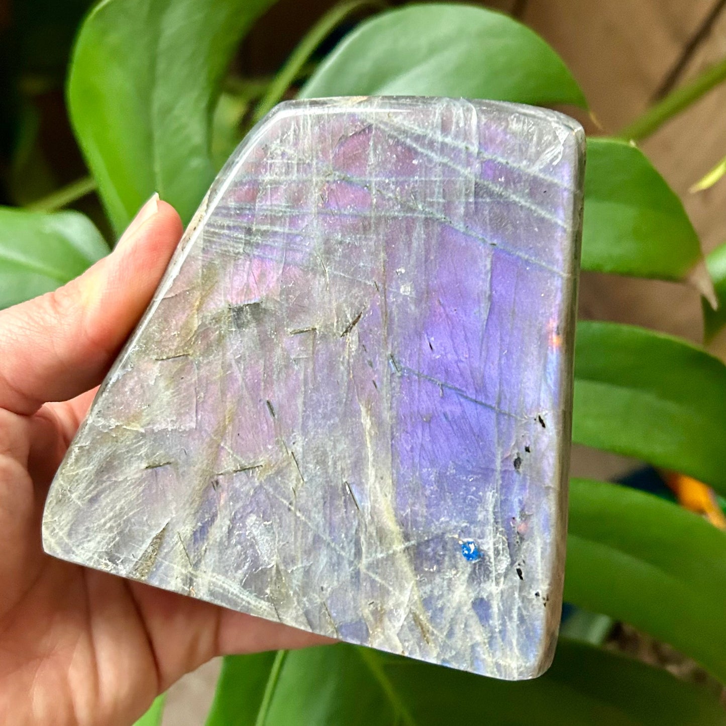 Hand holding a polished moonstone crystal with green leaves in the background