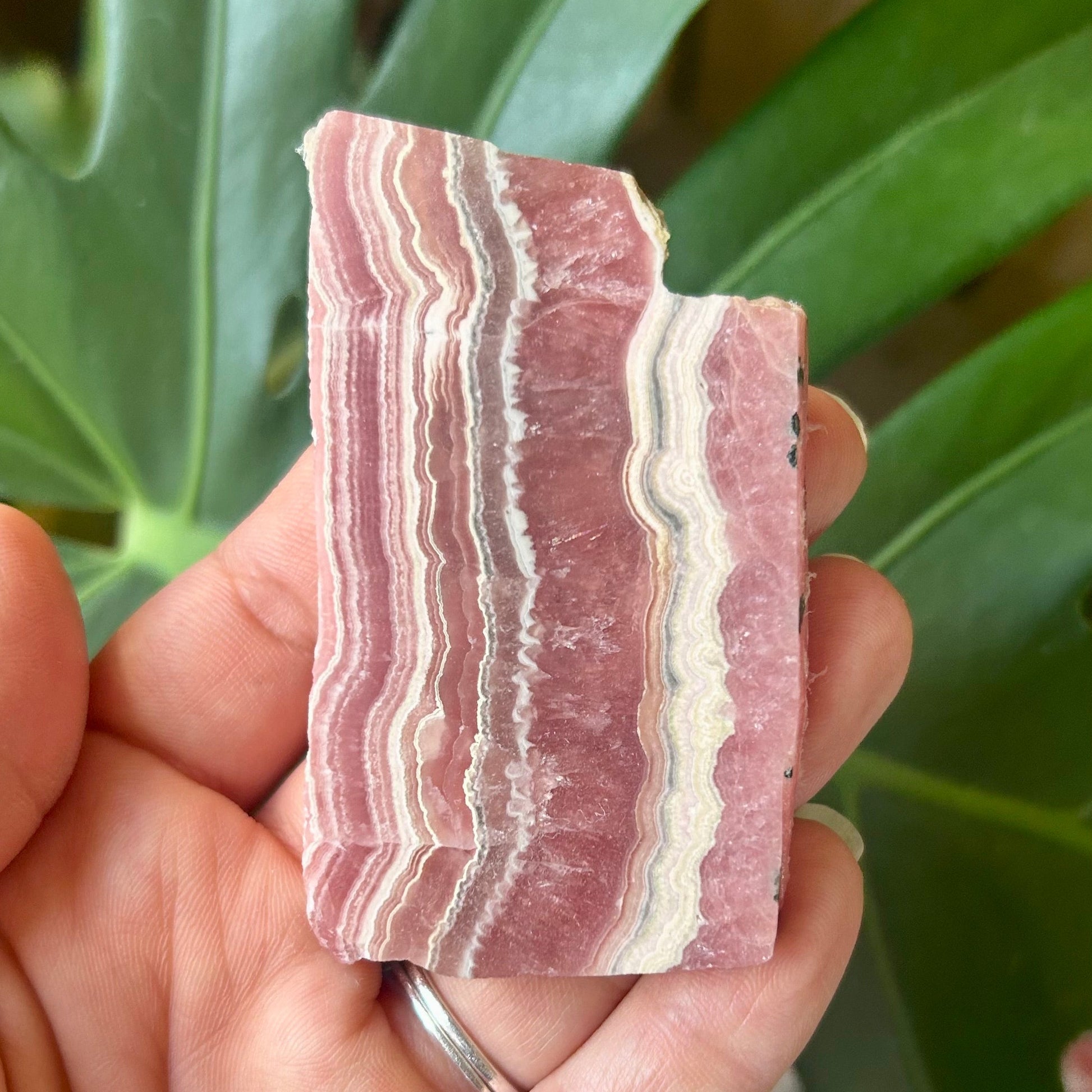 Hand holding a pink and white striped stone with green leaves in the background