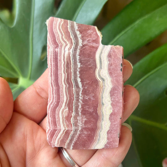 Hand holding a pink and white striped stone with green leaves in the background