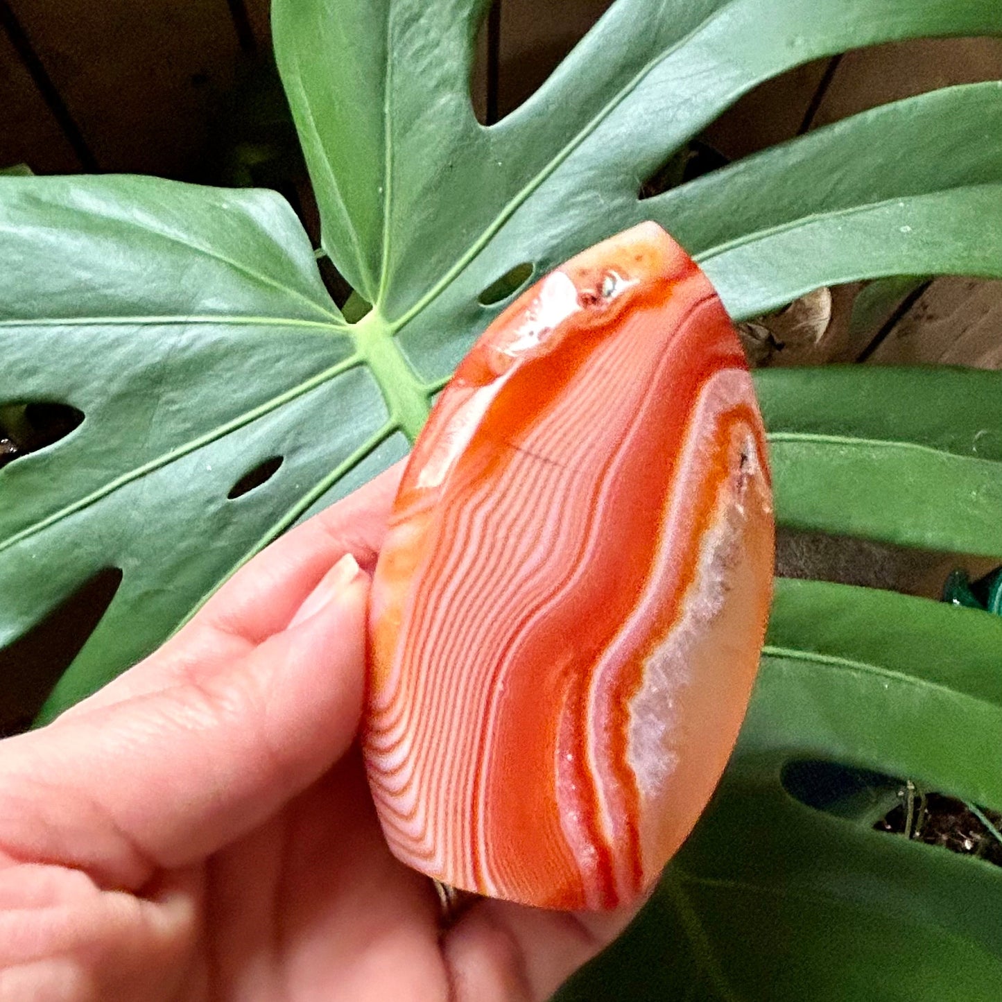 Hand holding a polished orange stone with green leaves in the background