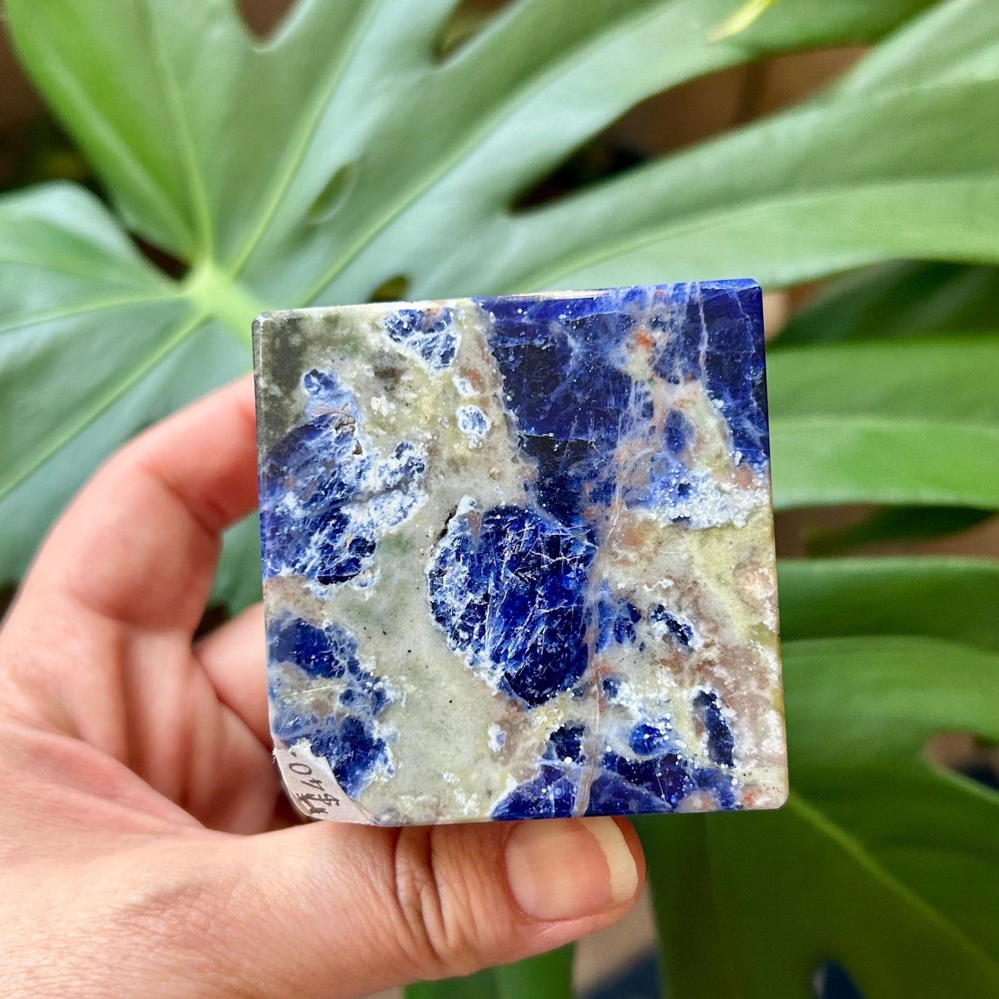 Hand holding a small square tile with blue and white pattern in front of green leaves