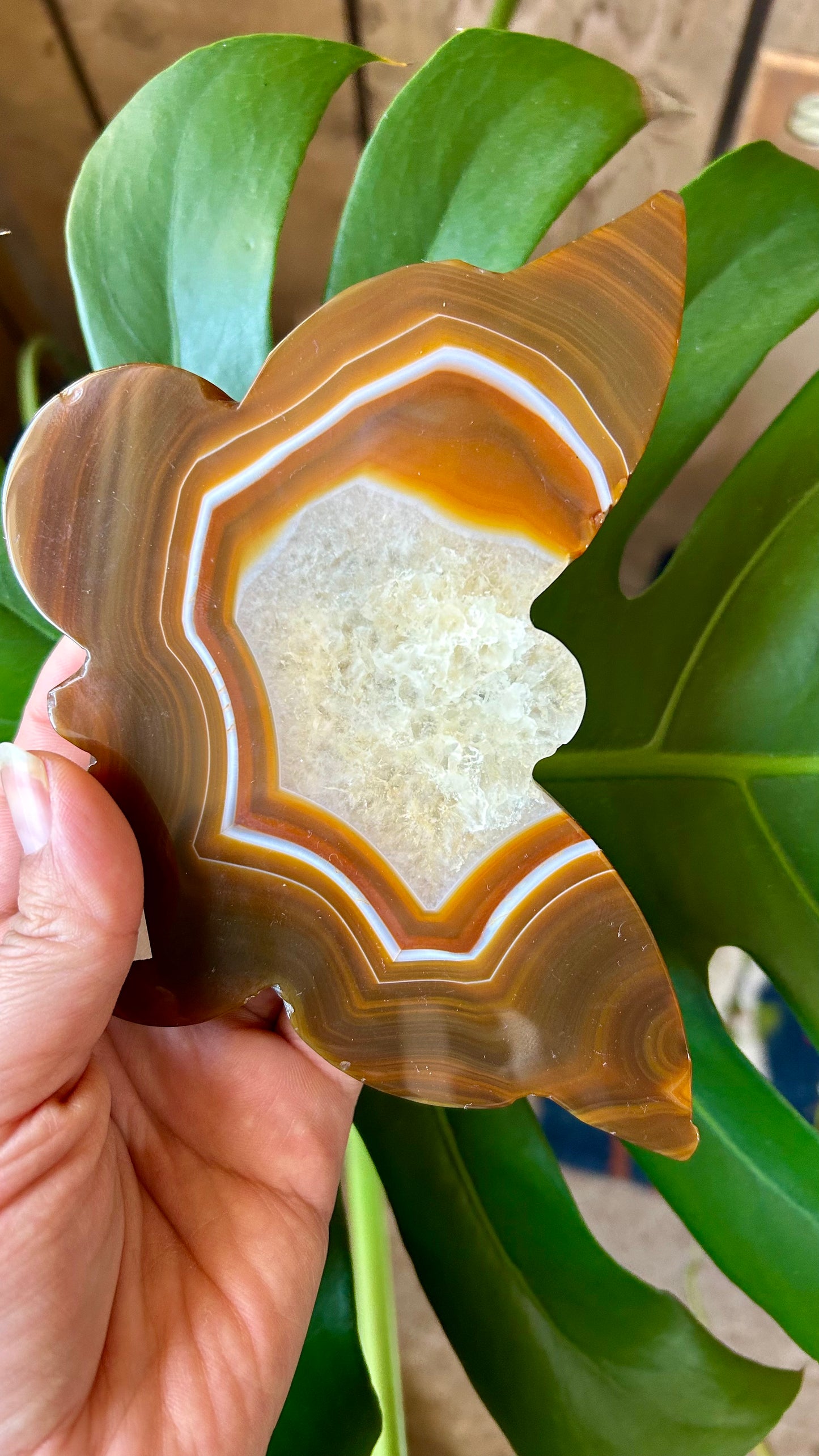 Druzy Carnelian Agate Butterfly